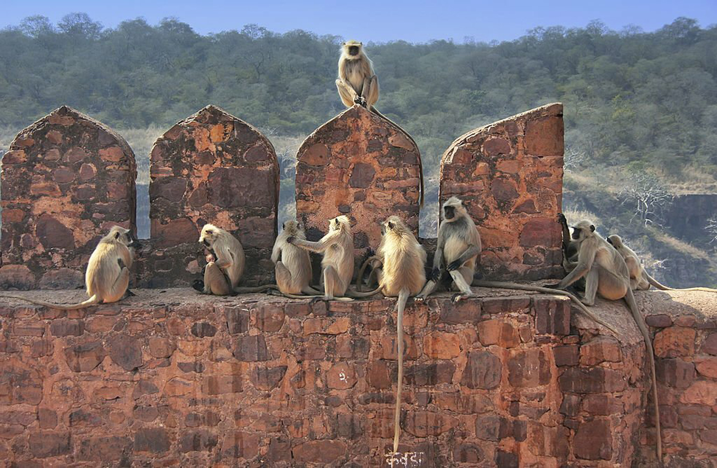 Day 4: Ranthambore Jungle Safari