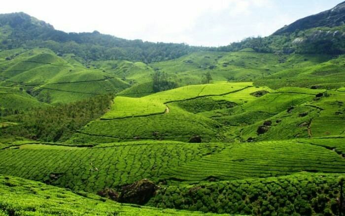 Day 8: Munnar sightseeing