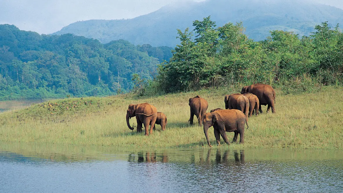 Day 3:  Munnar to Thekkady