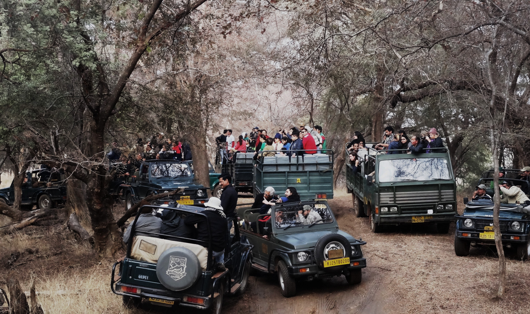 Day 2: Morning Safari, Fort Visit & Back to Jaipur